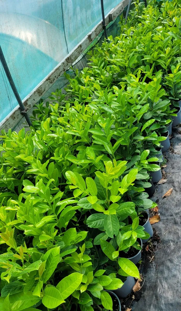 Laurel Hedging - Image 1