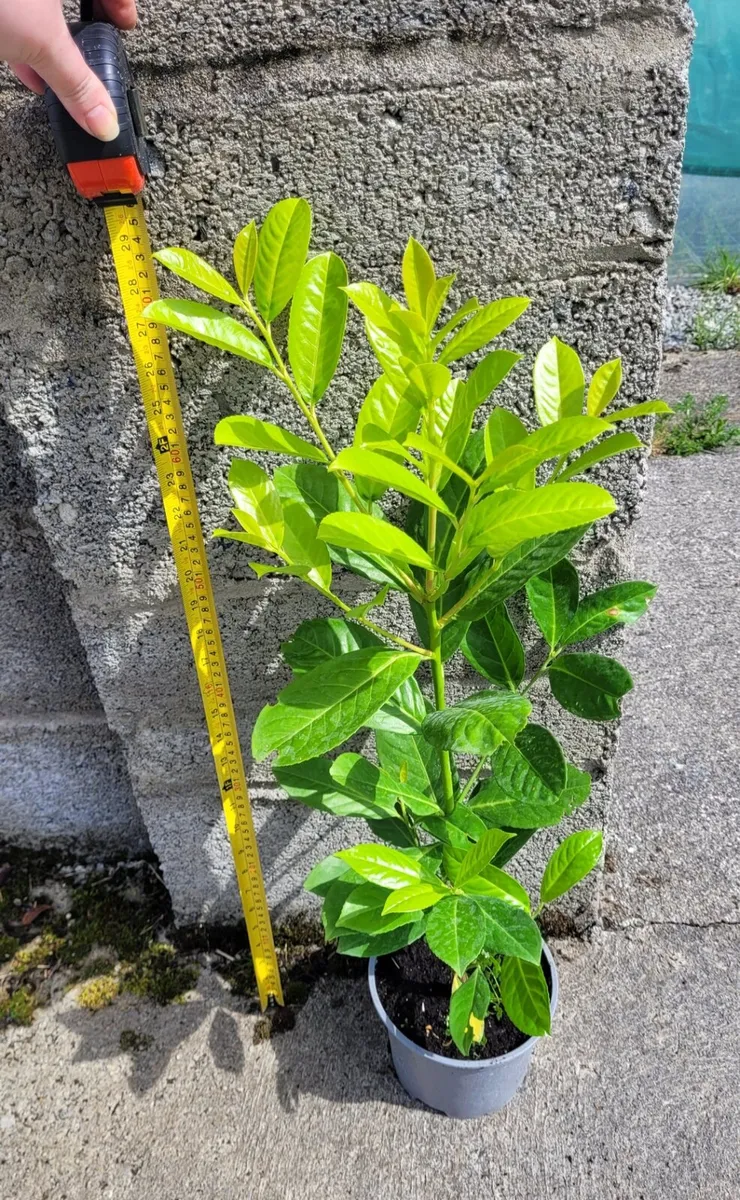 Laurel Hedging - Image 2