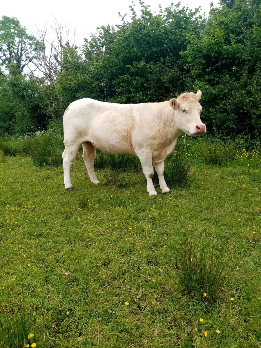 Super Springer Heifers - Image 2