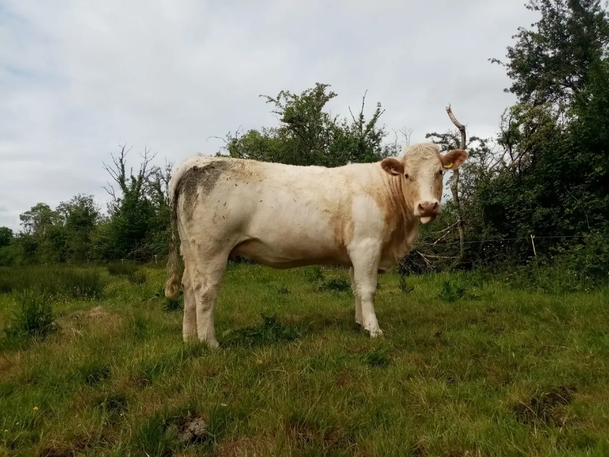 Super Springer Heifers - Image 3