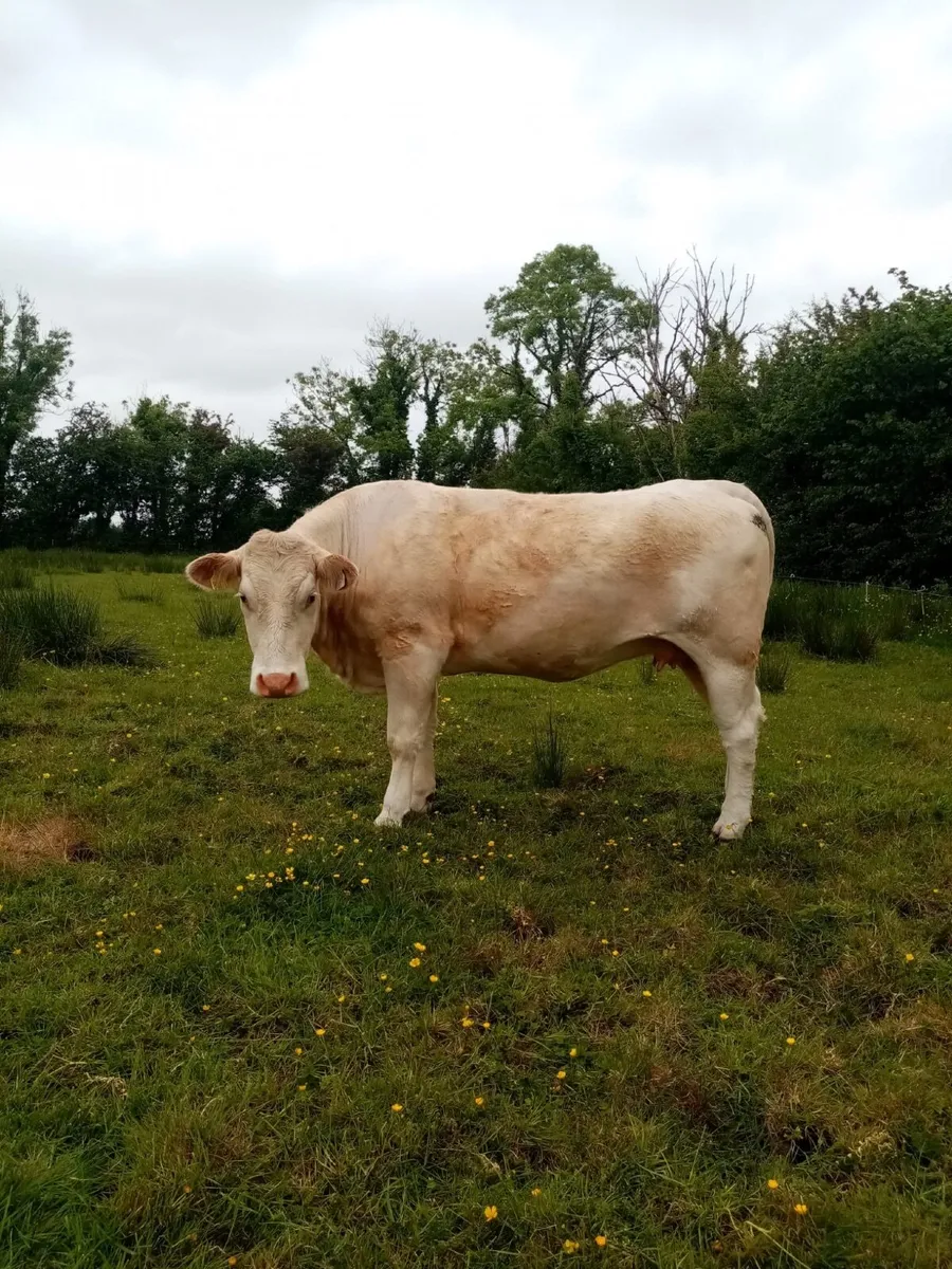 Super Springer Heifers - Image 4