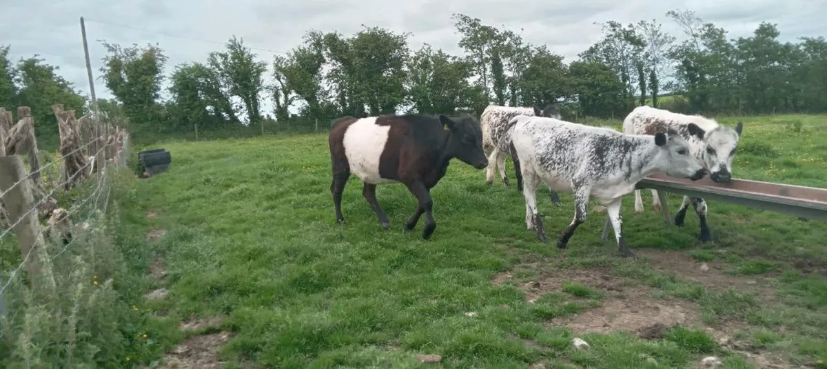 3 speckled park heifers - Image 1
