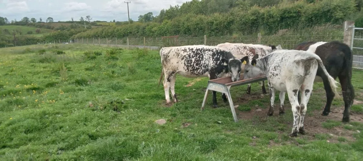 3 speckled park heifers - Image 2
