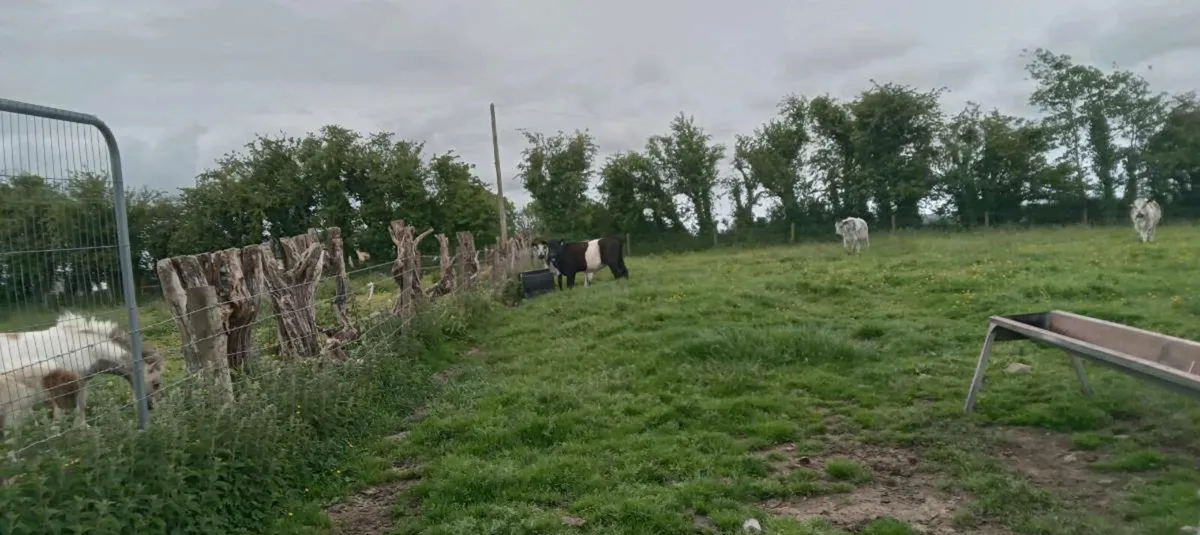 3 speckled park heifers - Image 3