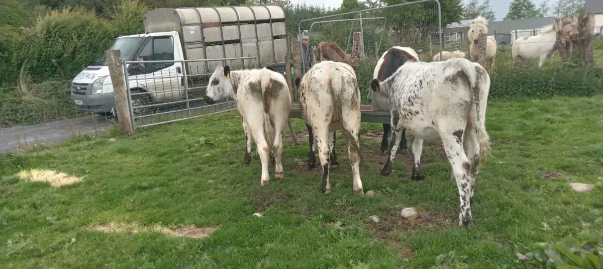 3 speckled park heifers - Image 4
