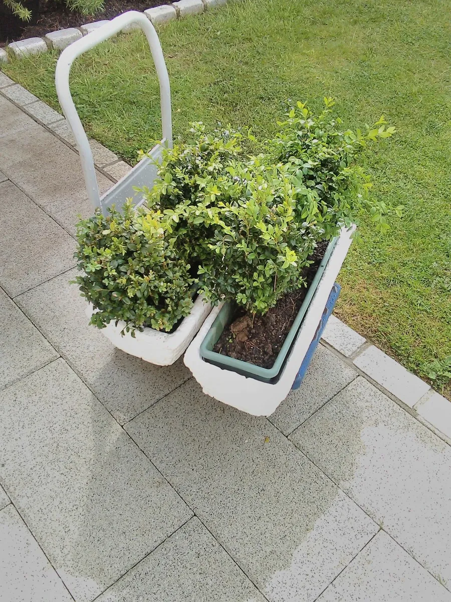 Vintage Planters