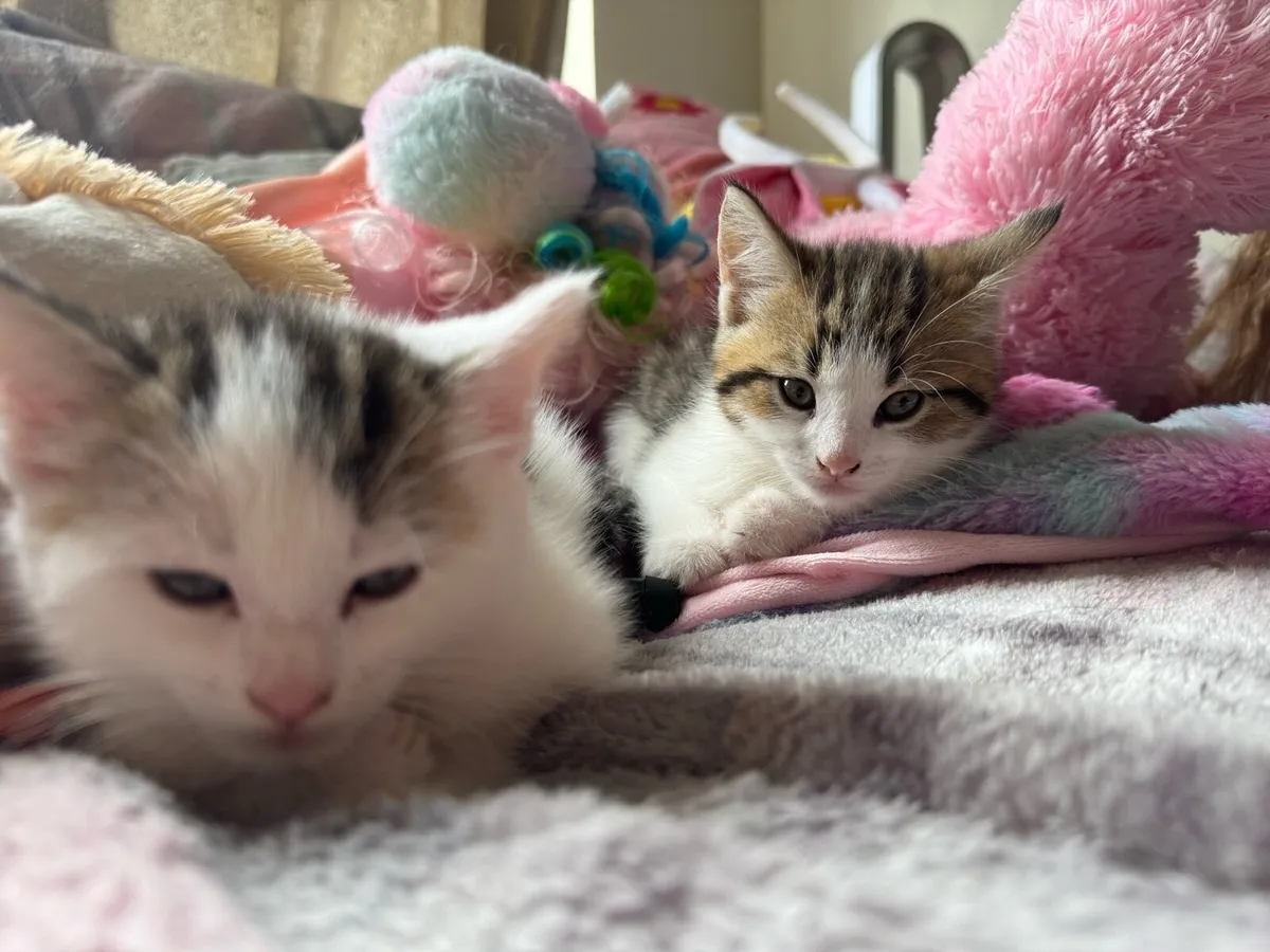 Mixed Maine Coon - Image 1