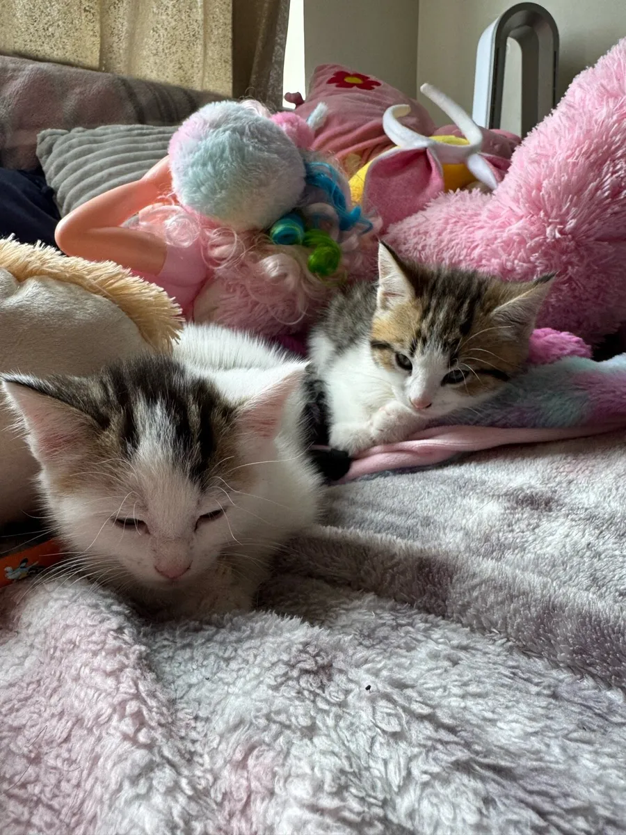 Mixed Maine Coon - Image 2