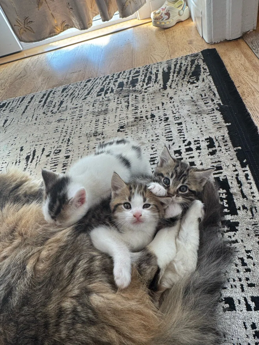 Mixed Maine Coon - Image 4