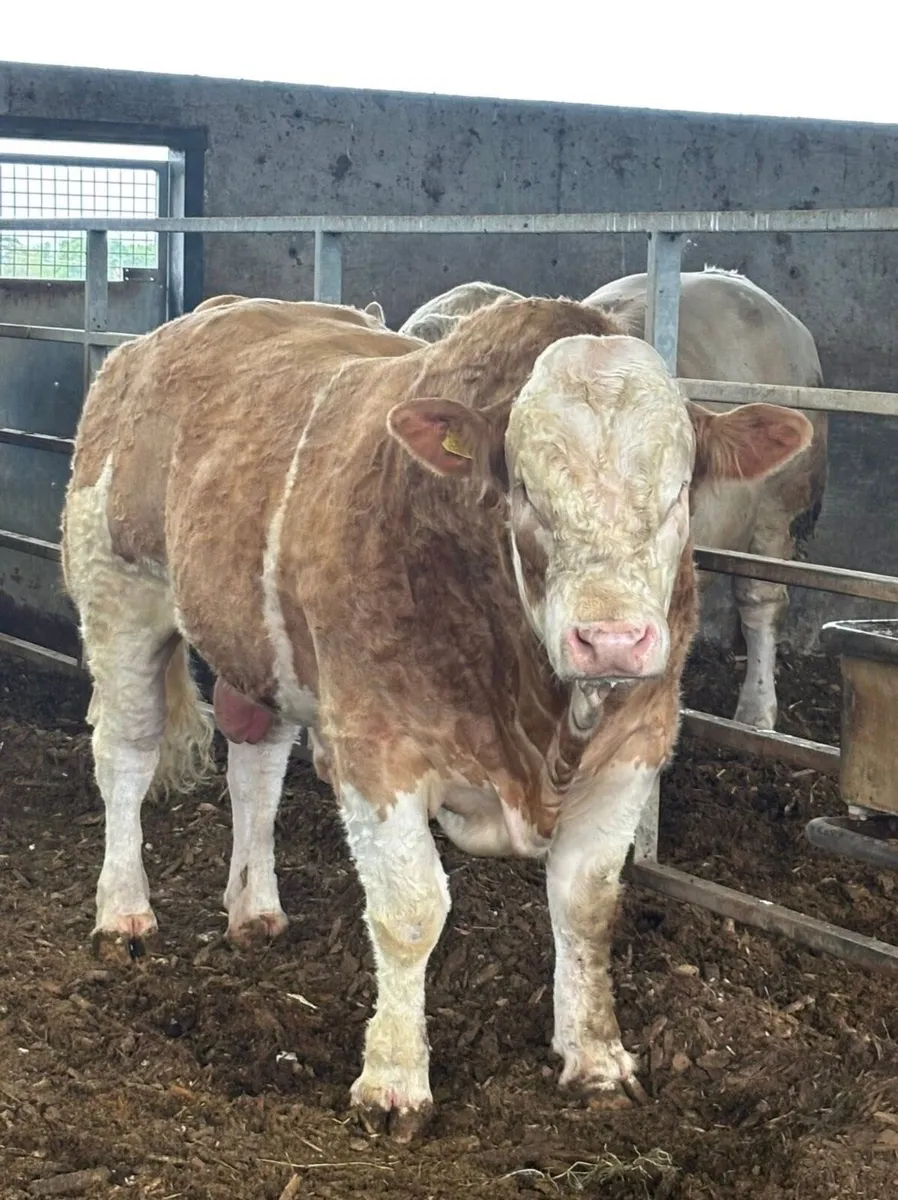 Pedigree Simmental Bull - Image 1