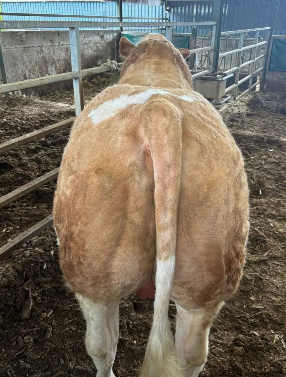 Pedigree Simmental Bull - Image 3