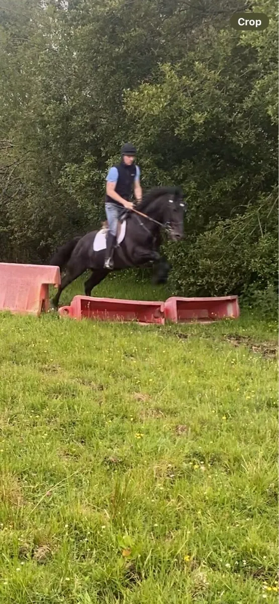 Quality horse - Image 1