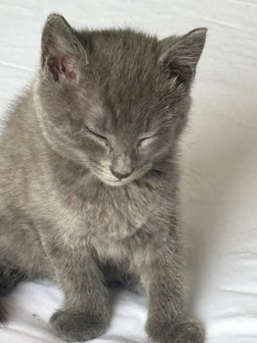 Kittens - Image 2