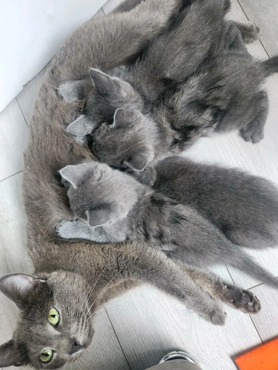Kittens - Image 4