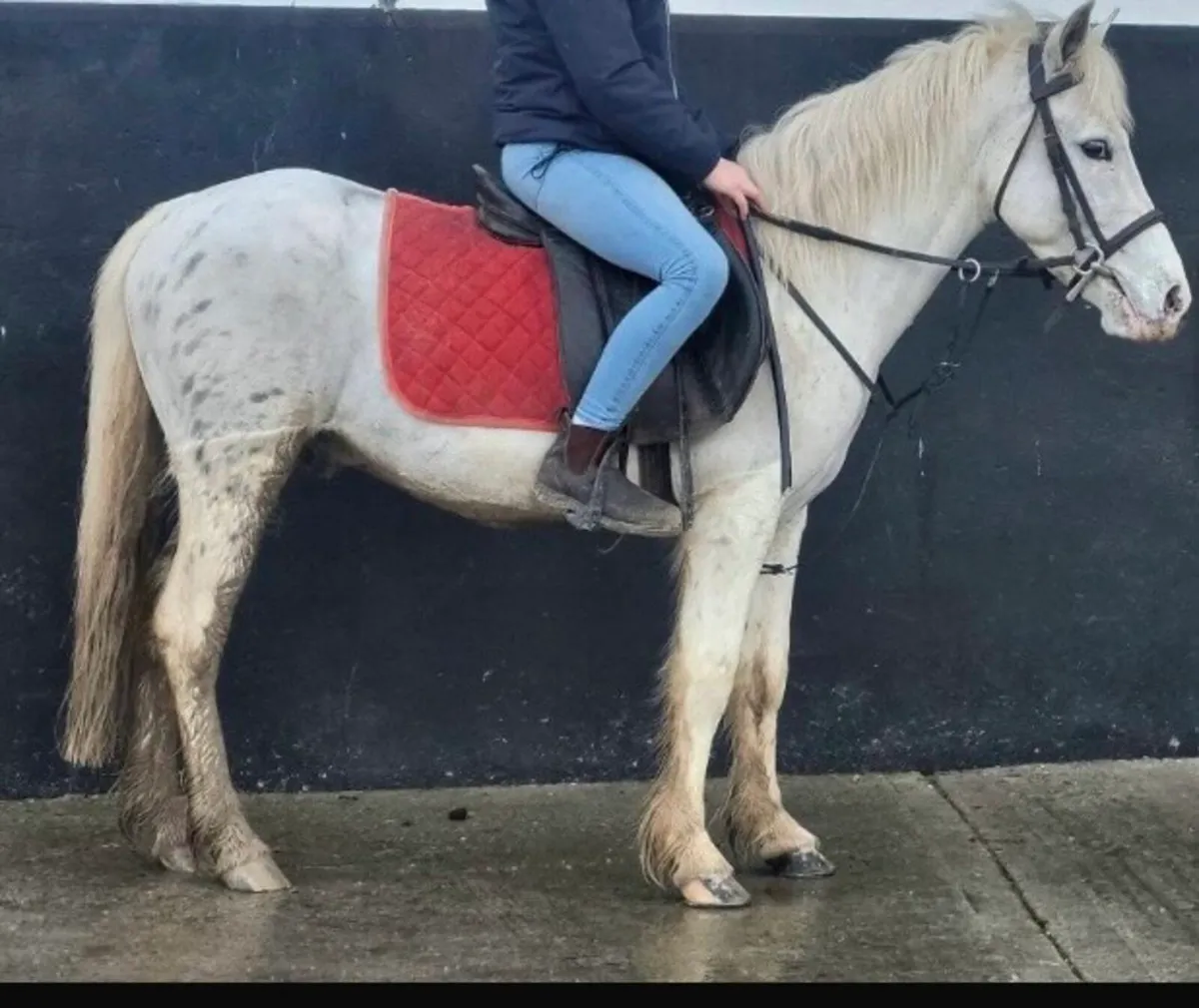 Appalousa 5 years old gelding pony. - Image 1