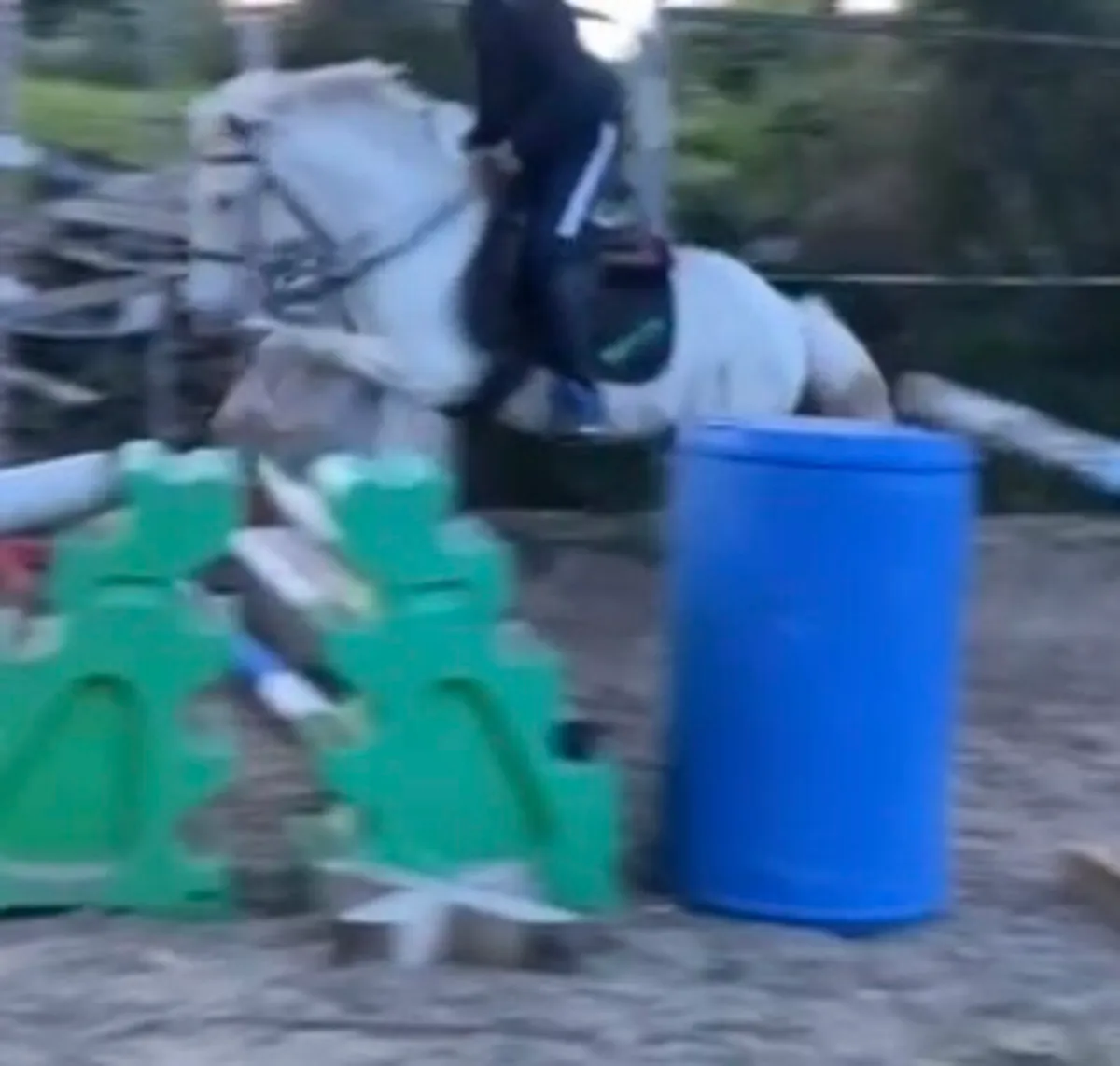 Appalousa 5 years old gelding pony. - Image 3