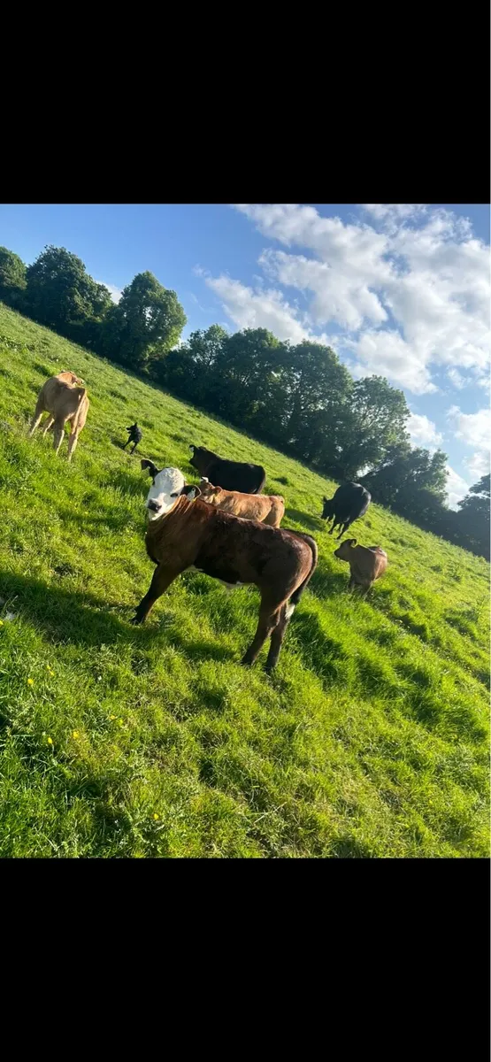 WANTED 20 reared calves - Image 1