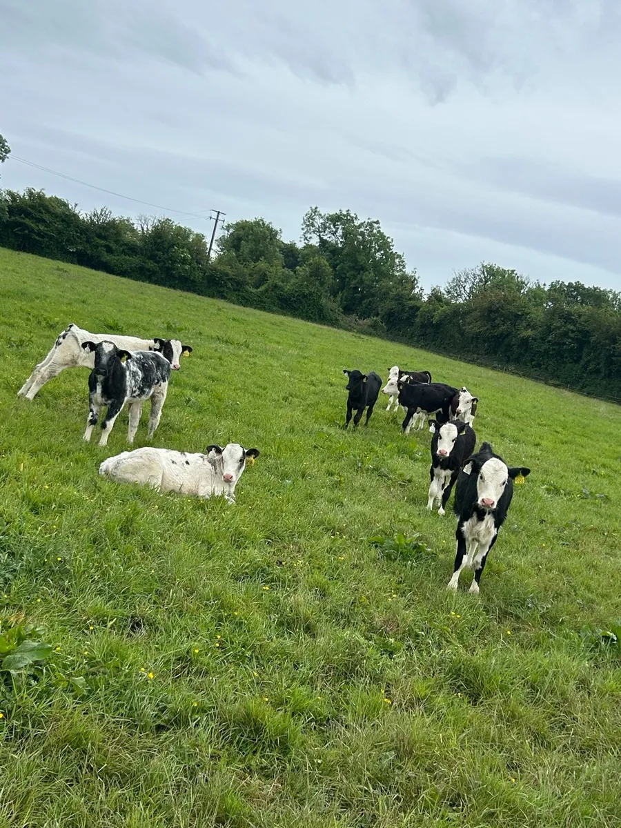 WANTED 20 reared calves - Image 2