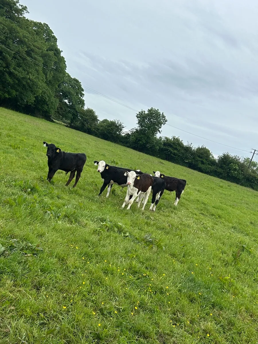 WANTED 20 reared calves - Image 3
