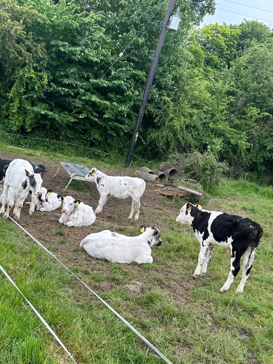 WANTED 20 reared calves - Image 4