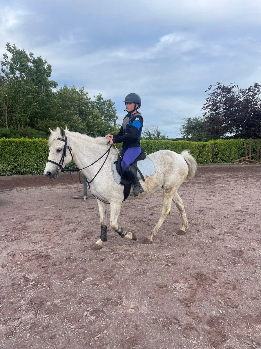 Pony - Image 1