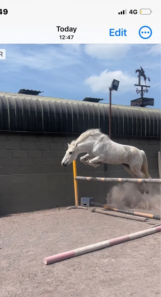 Pony - Image 3