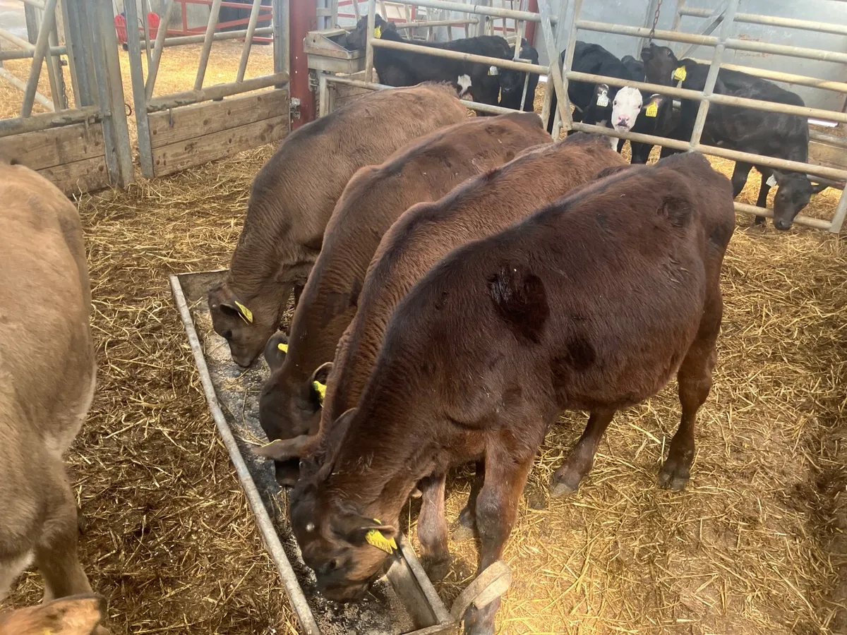 5 feb born Angus&aubrac calves for sale - Image 1