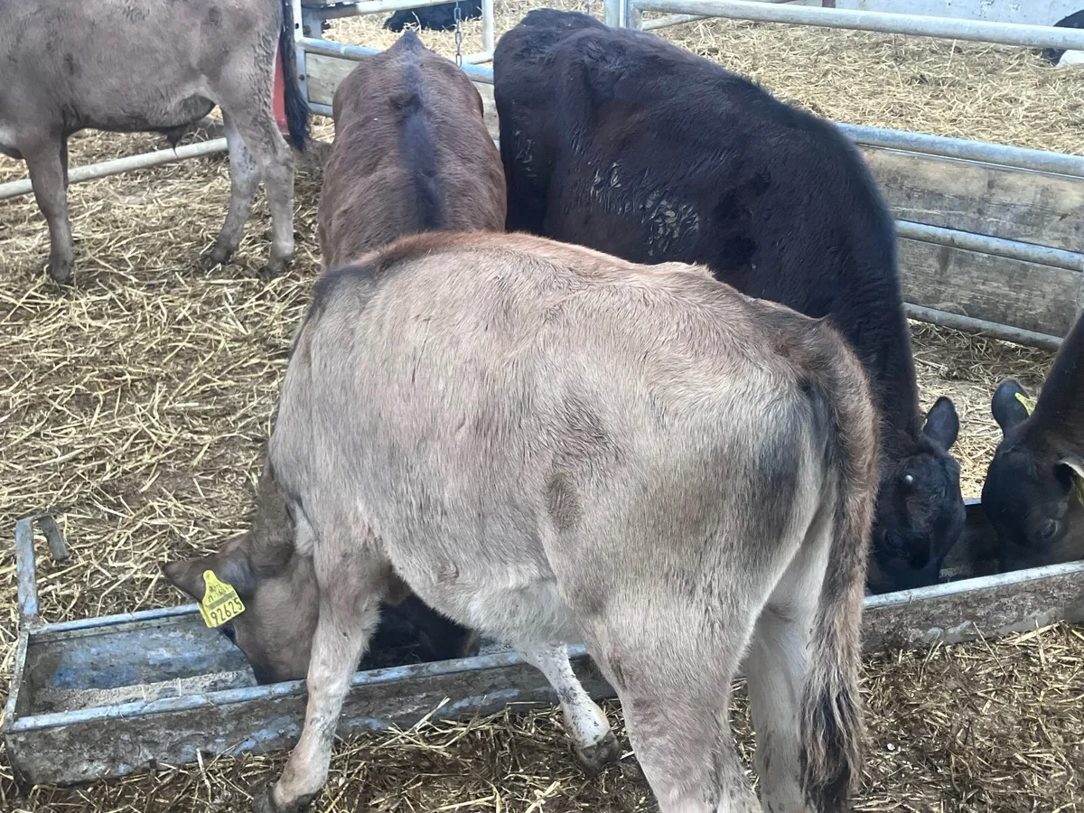 5 feb born Angus&aubrac calves for sale - Image 3