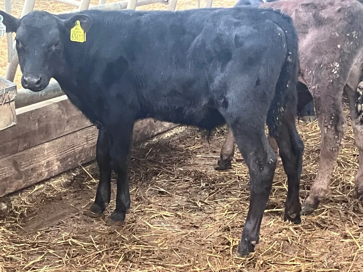 9 grass bull calves for sale - Image 4