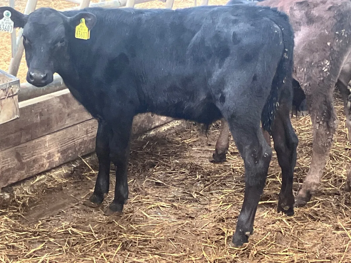 9 grass bull calves for sale - Image 3