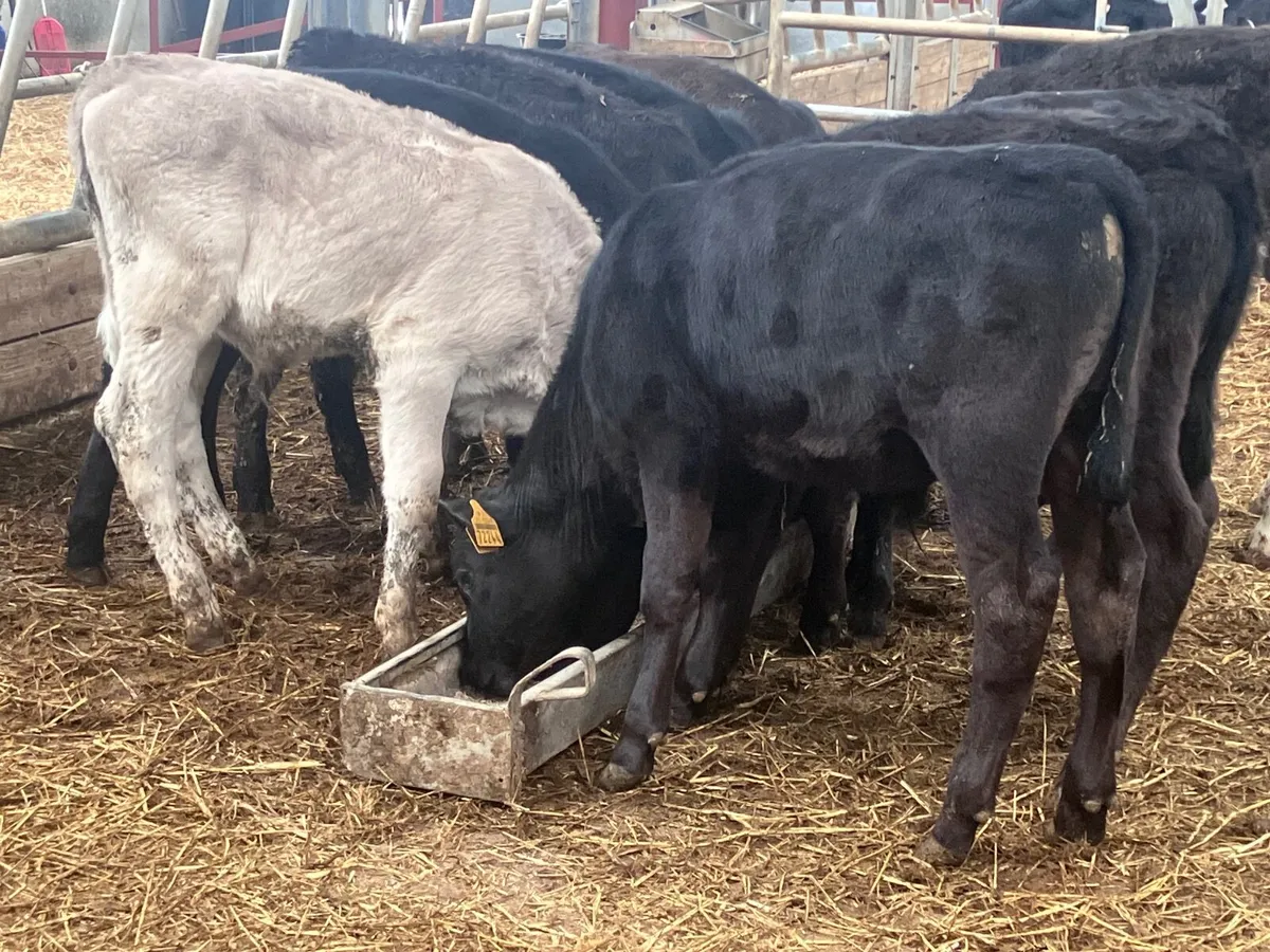 9 grass bull calves for sale - Image 2