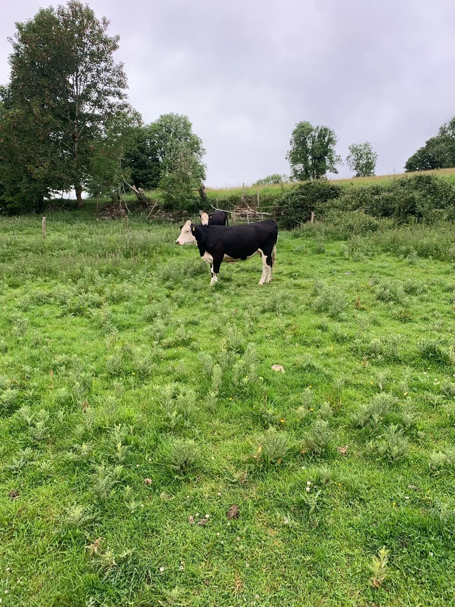 Springing heifers - Image 1