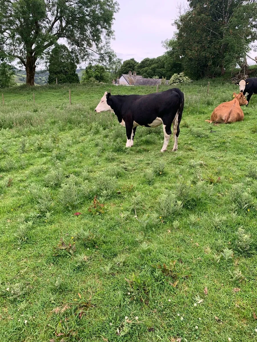 Springing heifers - Image 2