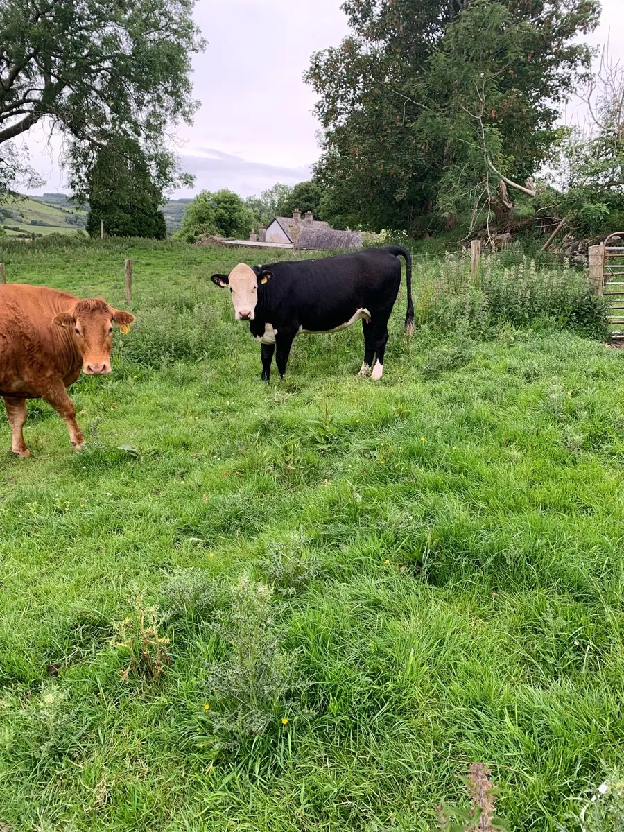 Springing heifers - Image 3