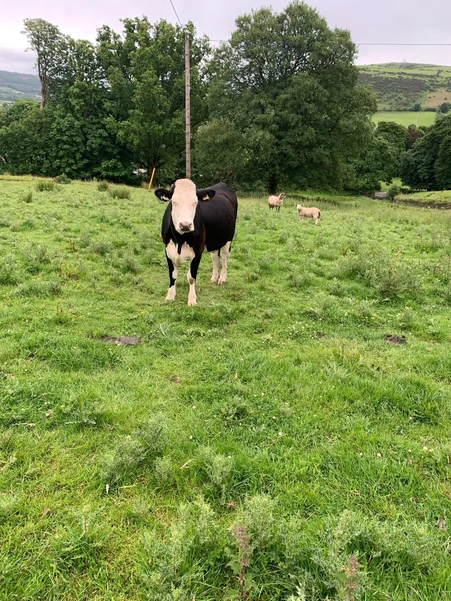 Springing heifers - Image 4