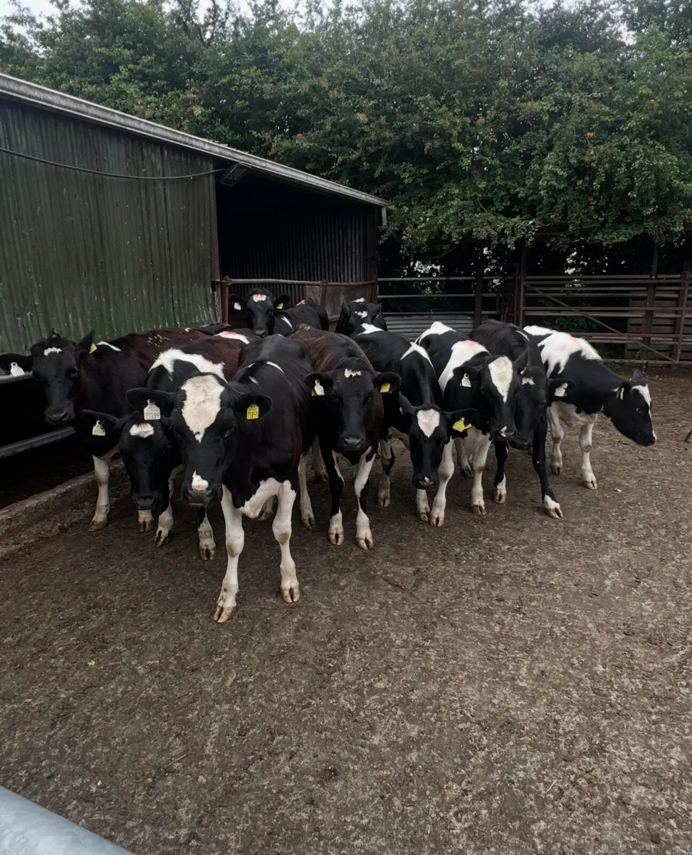 10 x Friesian Heifers - Image 1
