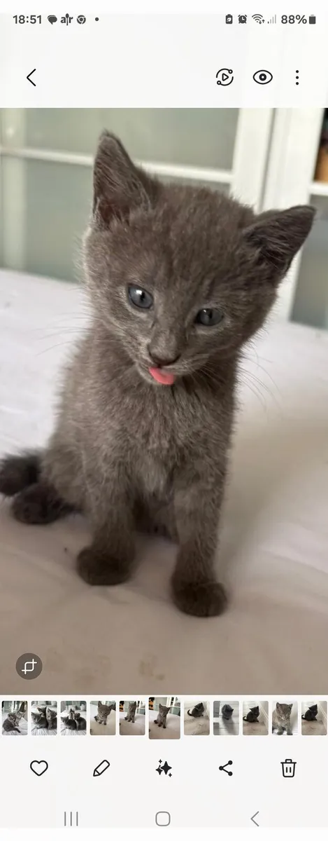 Kittens - Image 1