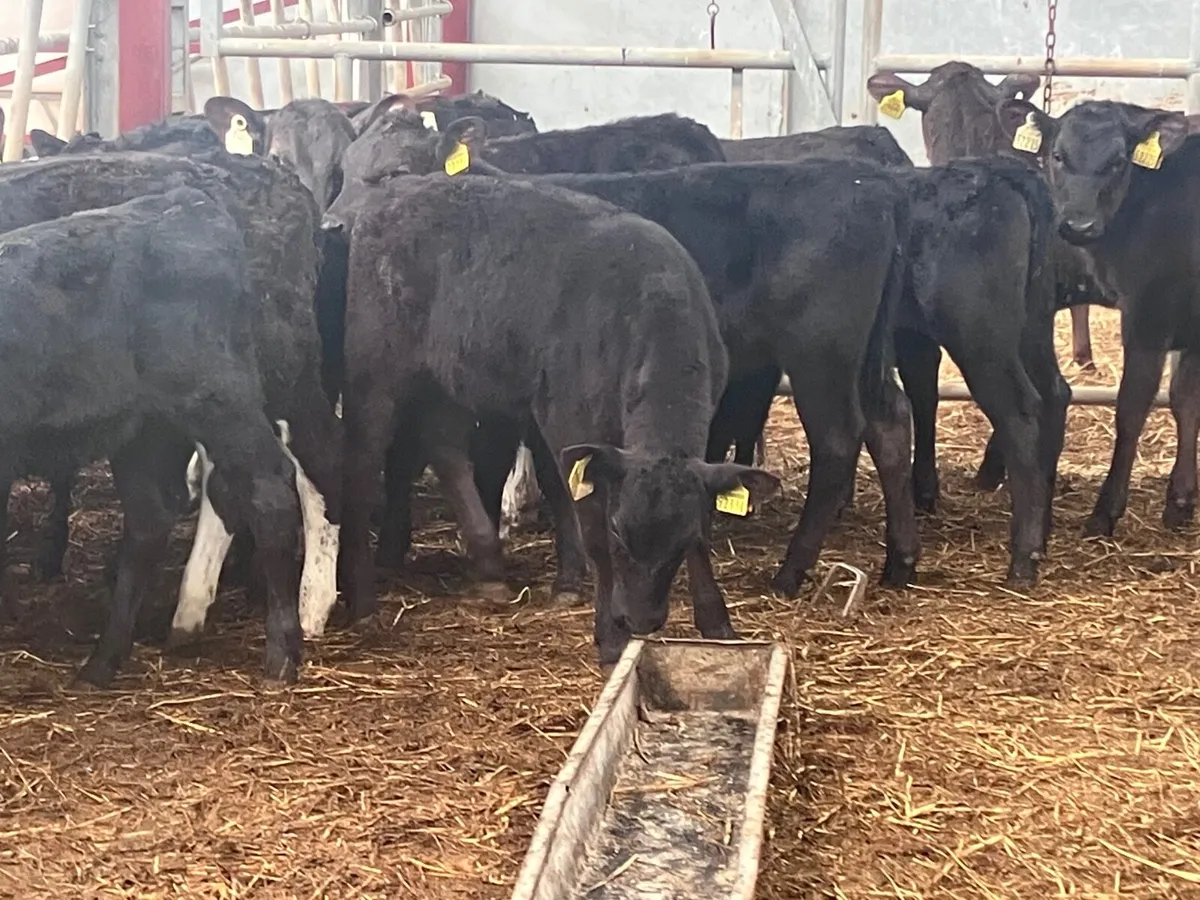 16 grass heifer calves for sale - Image 2