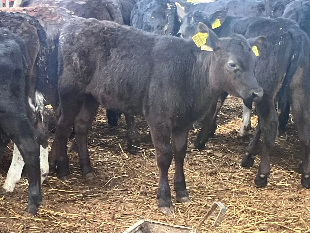16 grass heifer calves for sale - Image 3