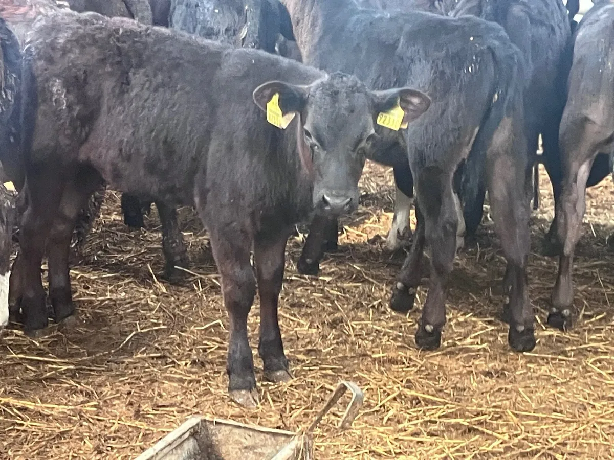 16 grass heifer calves for sale - Image 4