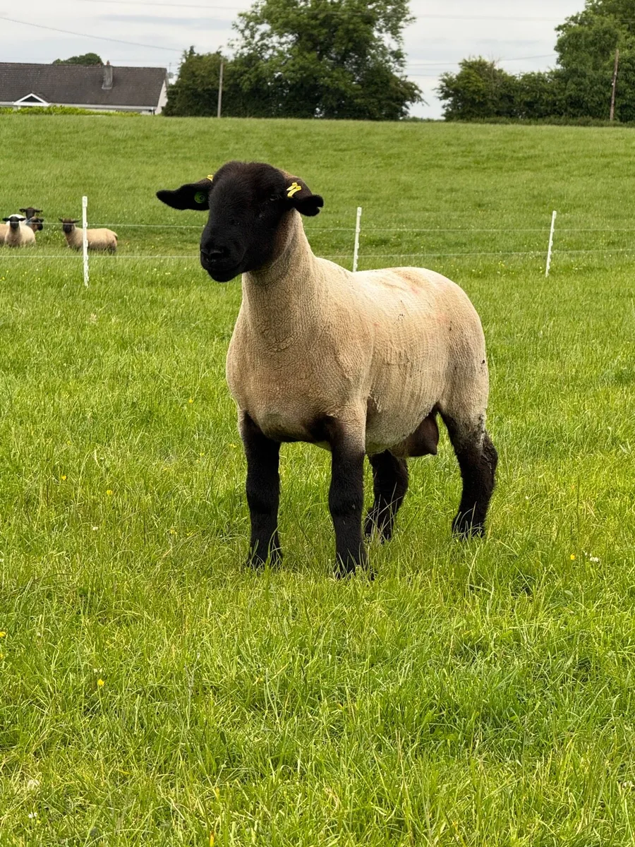 Pedigree Suffolk 1st crop ewe - Image 2