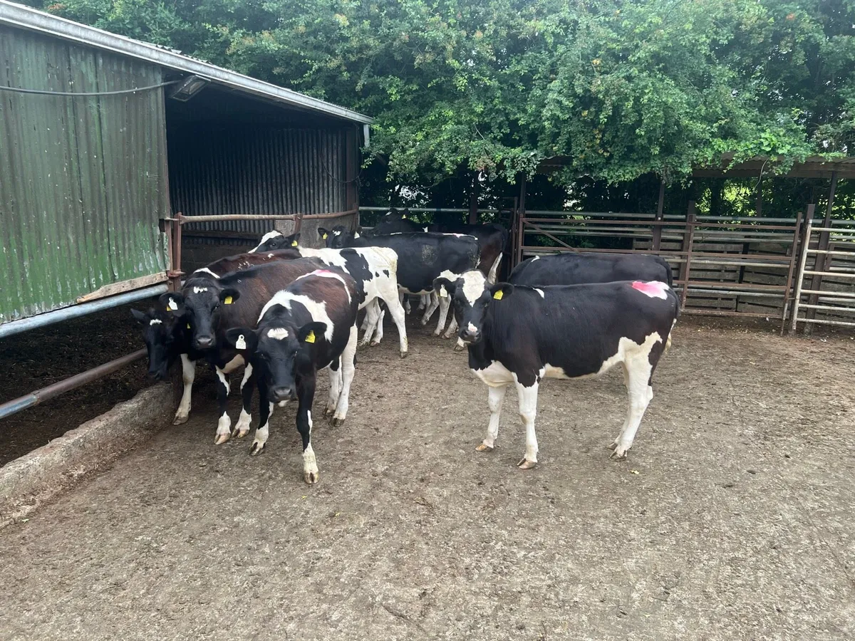 10 x Friesian Heifers - Image 2