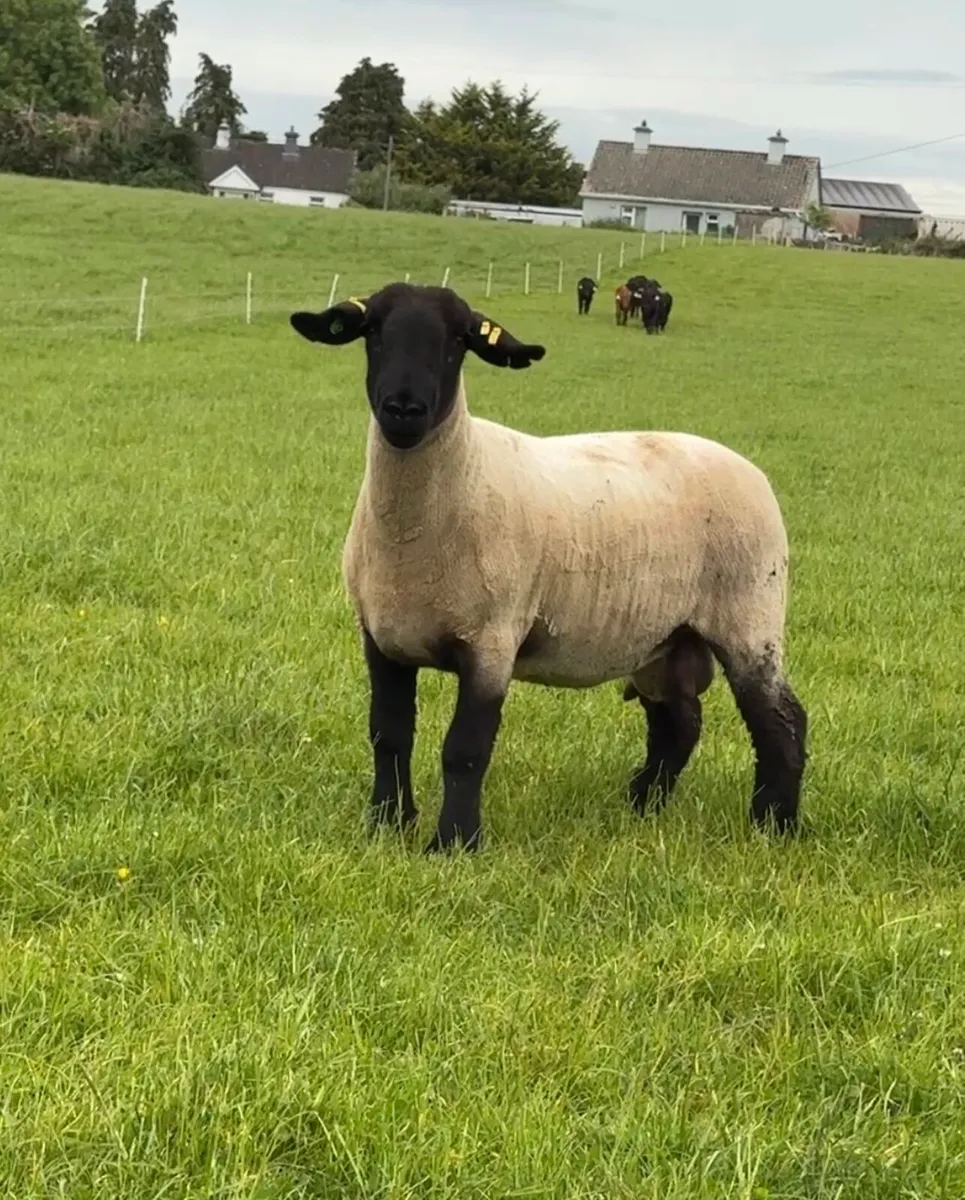 Pedigree Suffolk 1st crop ewe - Image 1