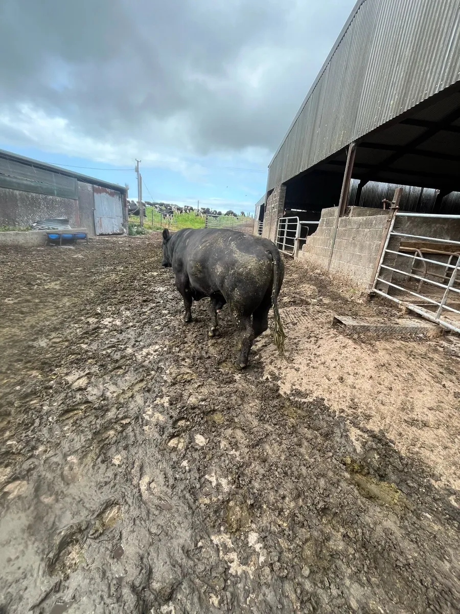 Angus stock bulls - Image 1