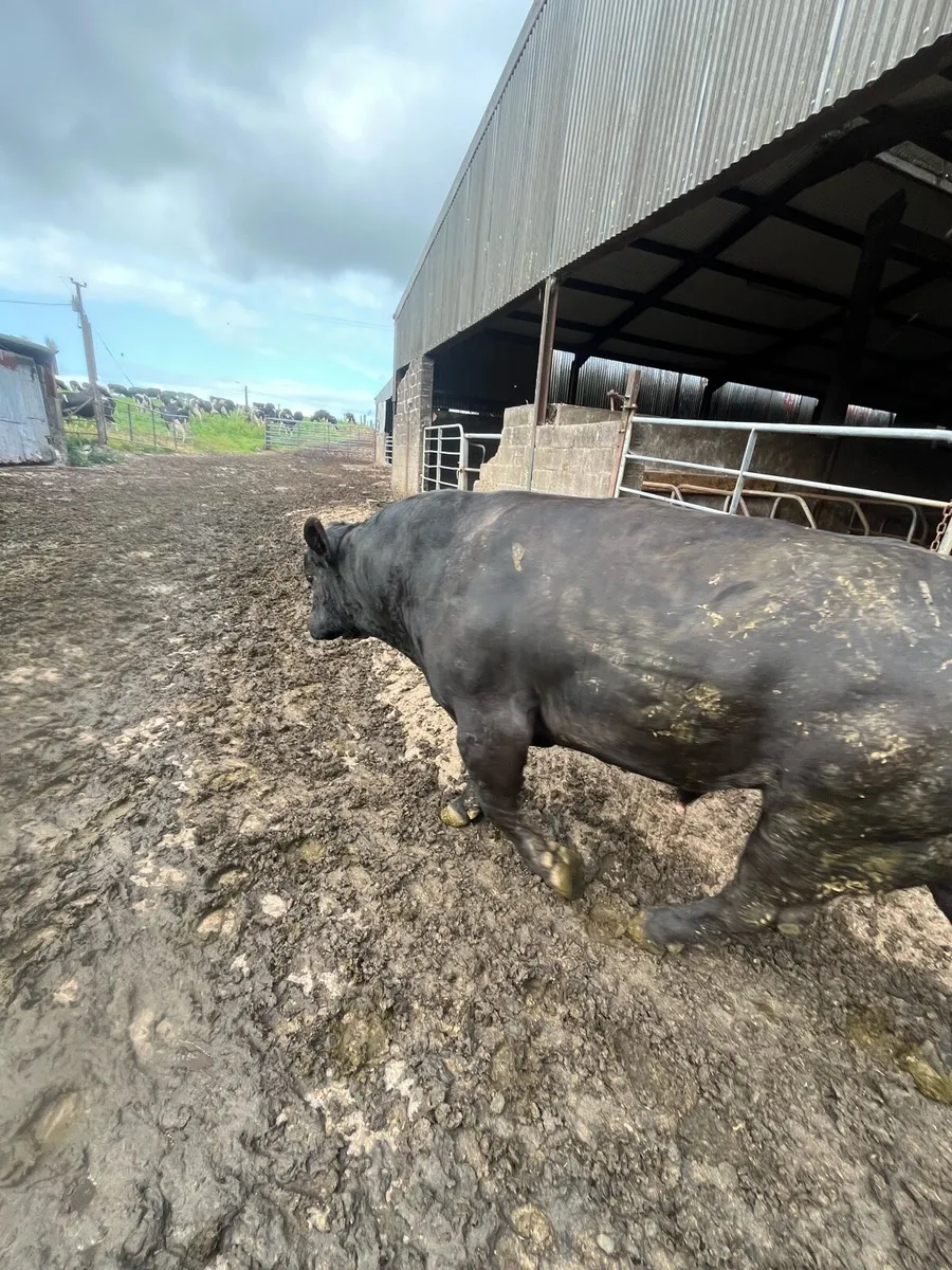 Angus stock bulls - Image 2