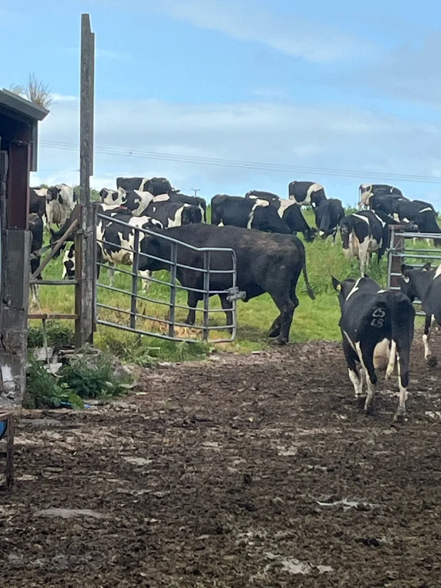 Angus stock bulls - Image 4