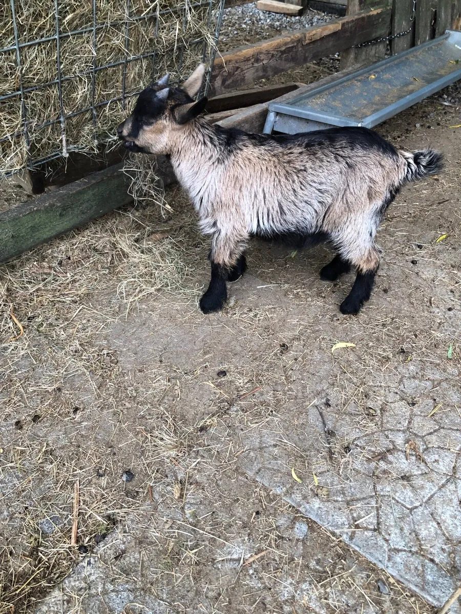 Male Pygmy goat - Image 1