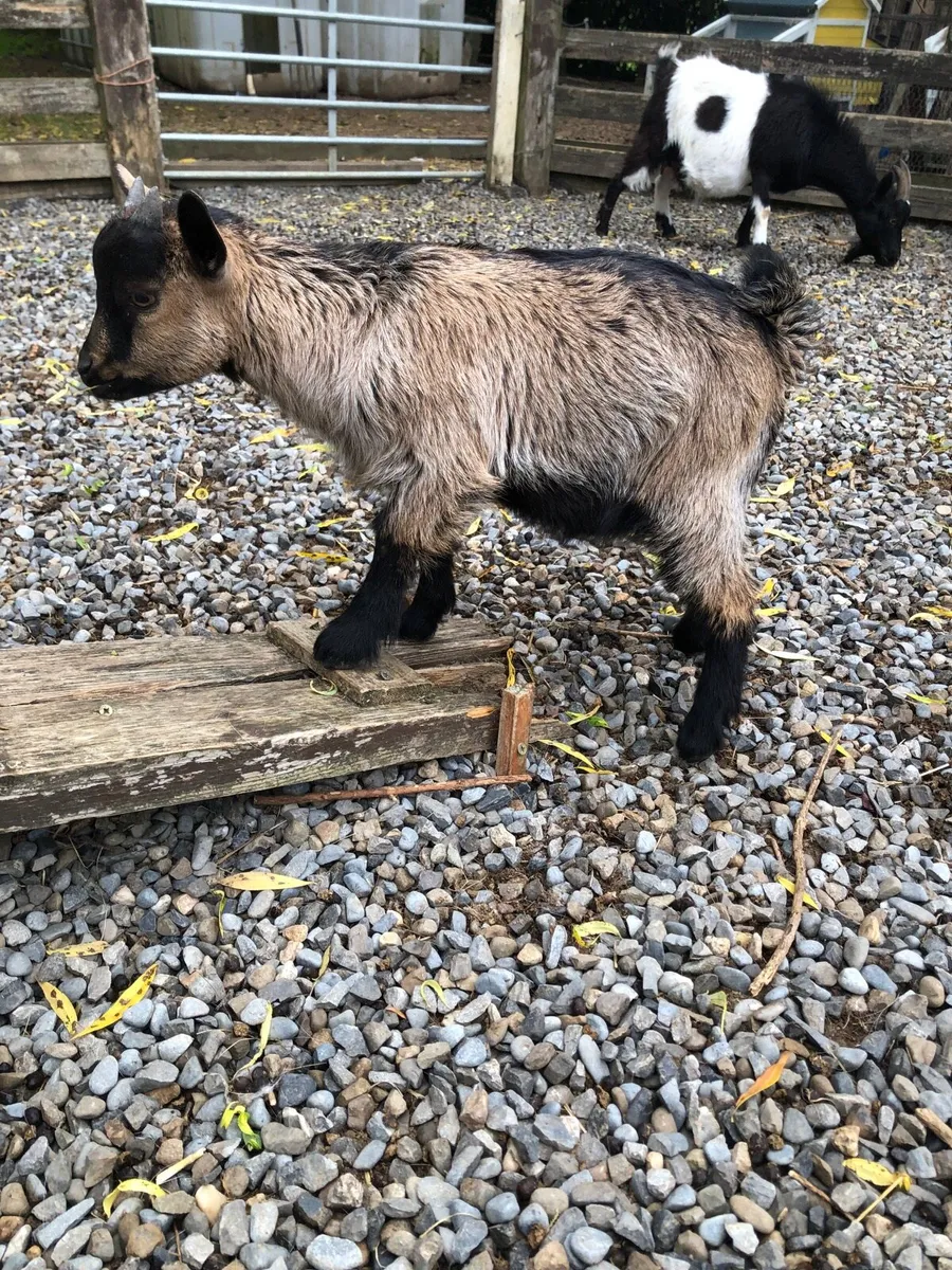 Male Pygmy goat - Image 2