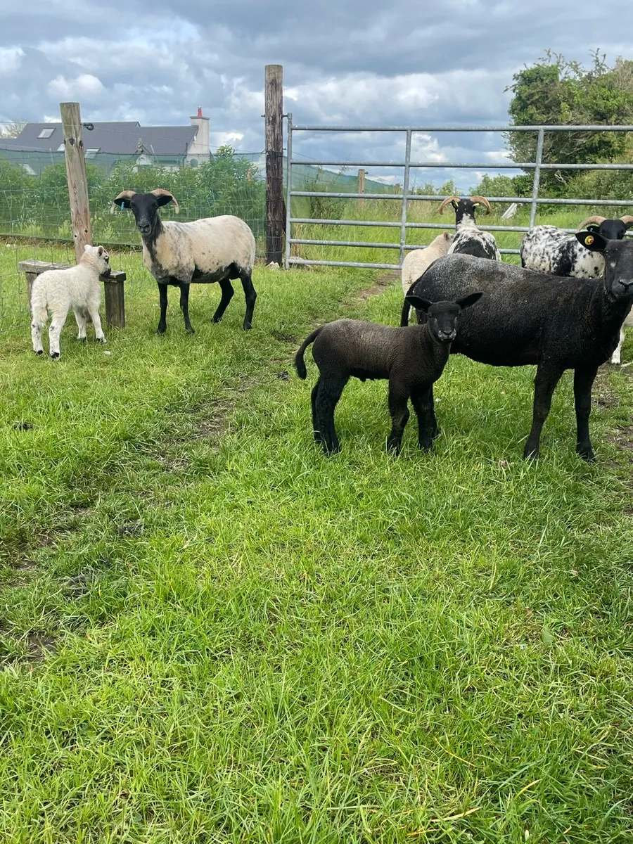 HOGGETS WITH LAMBS - Image 1