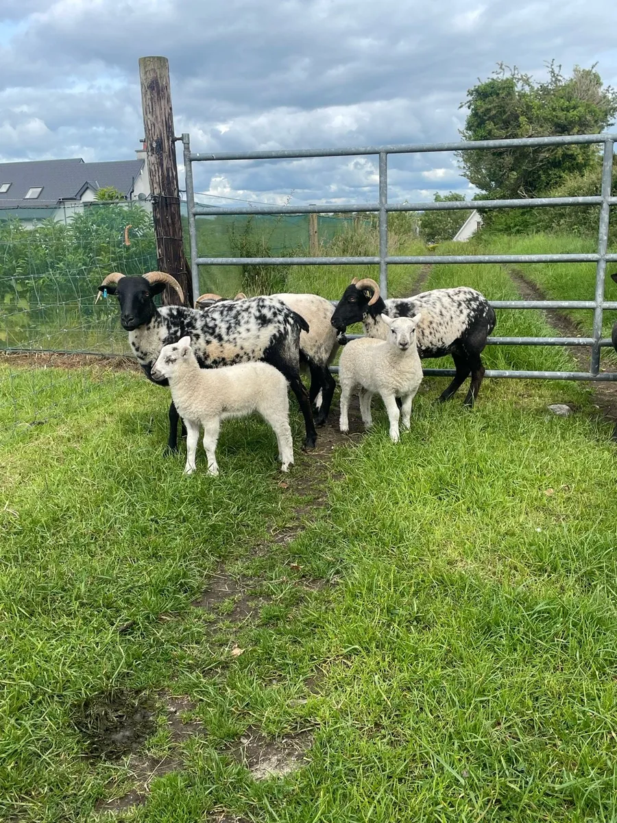 HOGGETS WITH LAMBS - Image 2